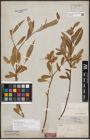 Foto von Salix australior Andersson